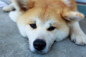 ワンちゃん